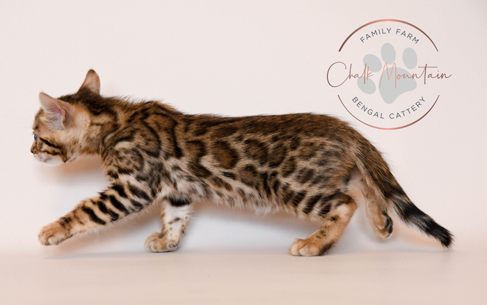 Bengal kitten for sale